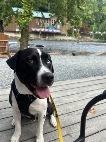 Shelter Stray Male Dog last seen CHARLOTTE, 8315 Byrum Dr, Charlotte, NC 28217, USA