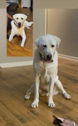 Reunited Male Dog last seen Martins Corner Street, Coatesville, PA 19320