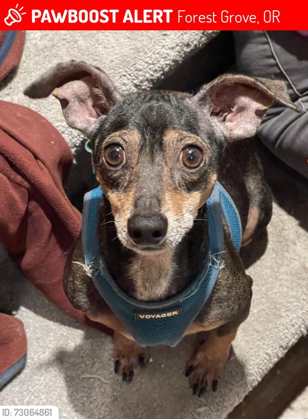 Lost Male Dog last seen 13th Place and Emily St, Near Highway 47, Forest Grove, OR 97116