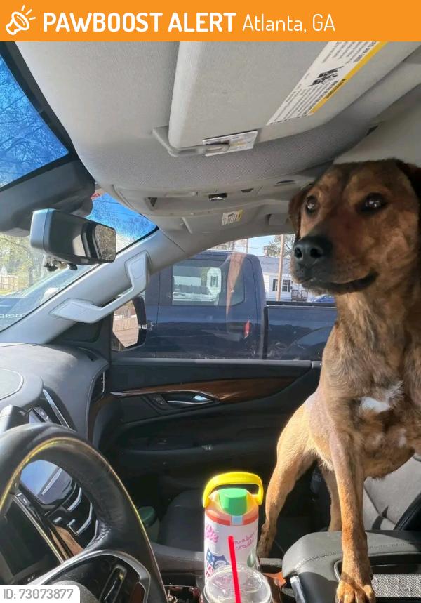 Found/Stray Female Dog last seen Atlanta Georgia , Atlanta, GA 30308