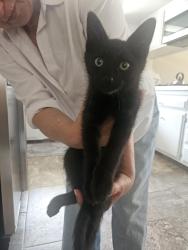 Found/Stray Male Cat last seen Near E Mariquita St, Long Beach, CA 90803, Long Beach, CA 90803
