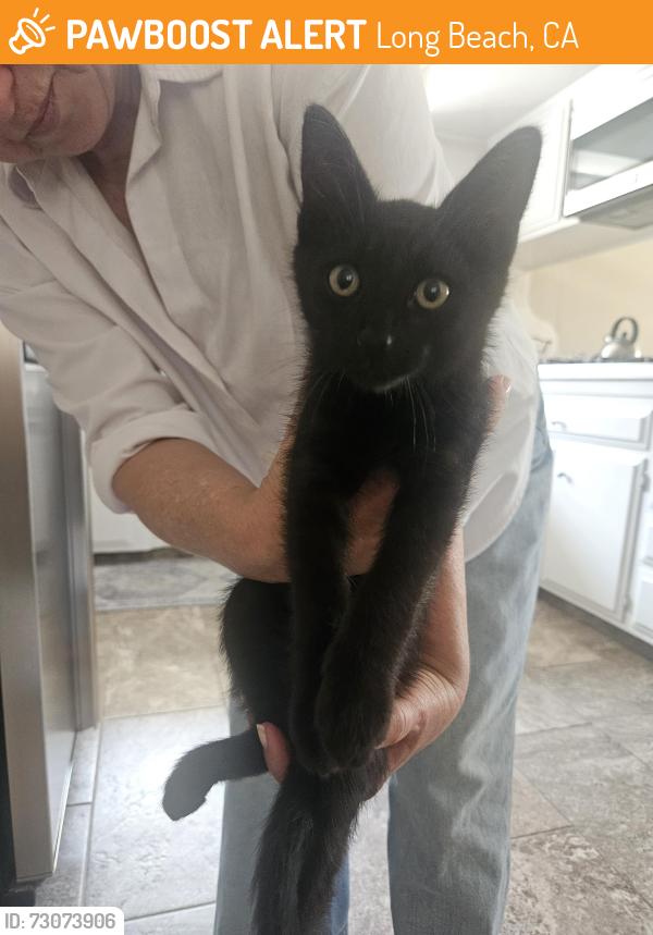 Found/Stray Male Cat last seen Near E Mariquita St, Long Beach, CA 90803, Long Beach, CA 90803
