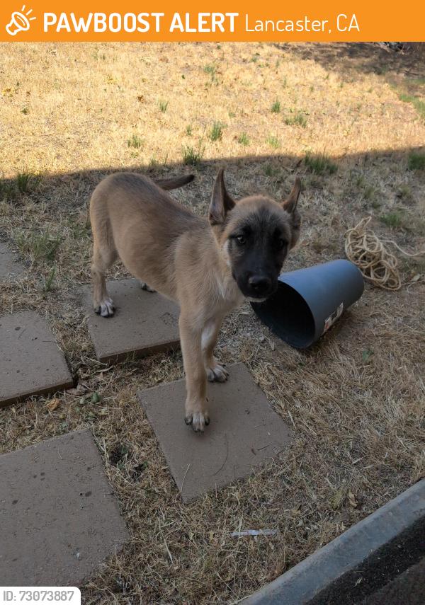 Found/Stray Unknown Dog last seen ave L and 4th st E, Lancaster, CA 93535