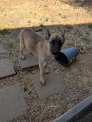 Found/Stray Unknown Dog last seen ave L and 4th st E, Lancaster, CA 93535