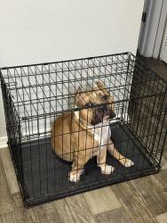 Reunited Male Dog last seen Palm river & 50th st , Palm River-Clair Mel, FL 33619