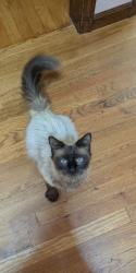 Found/Stray Female Cat last seen Between Barnes and Bronxwood, The Bronx, NY 10466