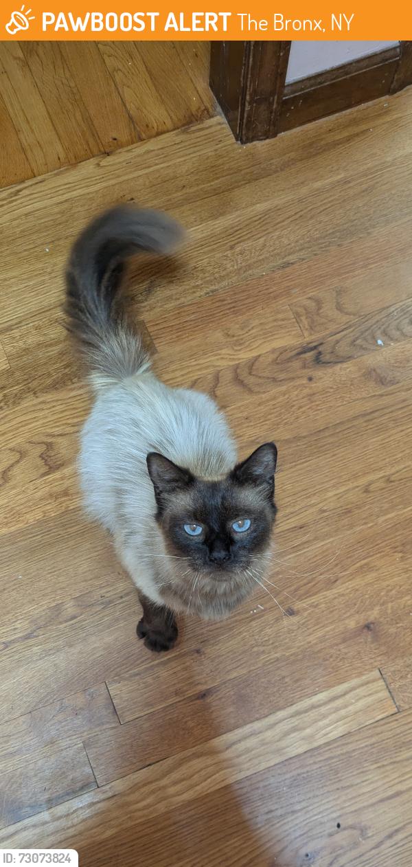 Found/Stray Female Cat last seen Between Barnes and Bronxwood, The Bronx, NY 10466