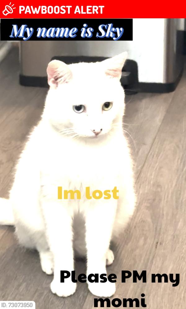 Lost Male Cat last seen Adams, Huntington Beach, CA 92646