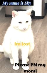 Lost Male Cat last seen Adams, Huntington Beach, CA 92646