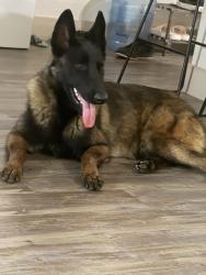 Found/Stray Female Dog last seen Lamesa Rd, Midland, TX 79701