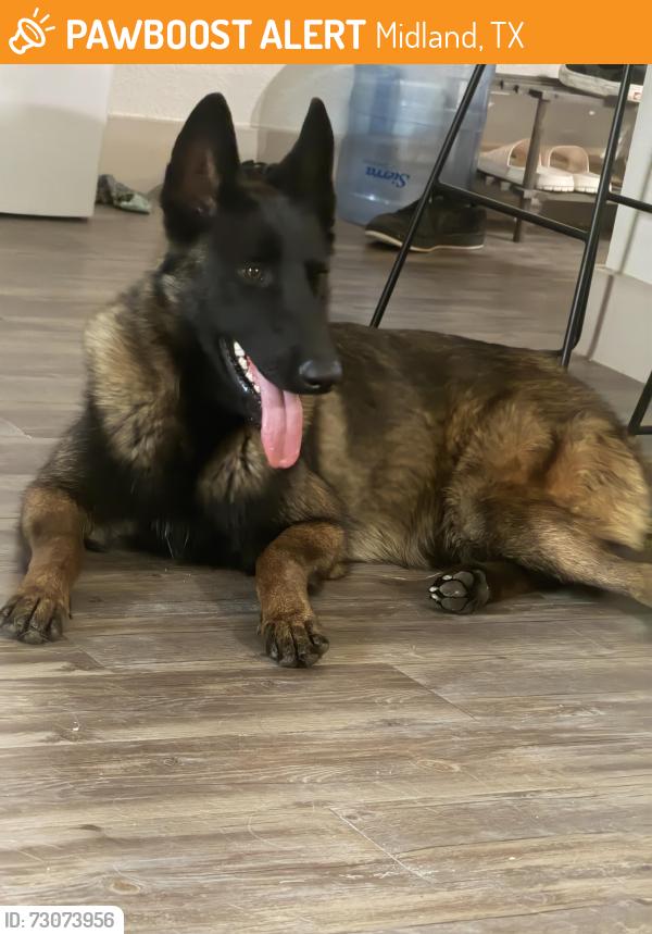 Found/Stray Female Dog last seen Lamesa Rd, Midland, TX 79701