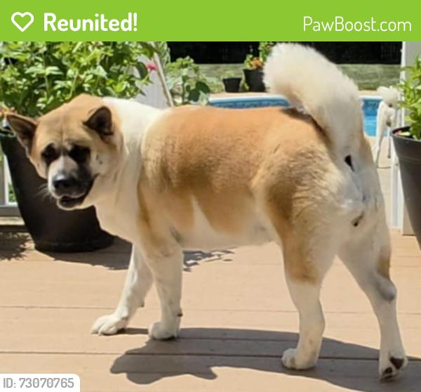 Reunited Female Dog last seen Gladiola Lane near woods, Lumberton Township, NJ 08048