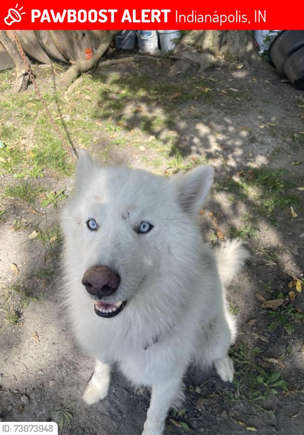 Lost Male Dog last seen Near E 47th st Indianapolis In 46226, Indianápolis, IN 46226