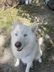 Lost Male Dog last seen Near E 47th st Indianapolis In 46226, Indianápolis, IN 46226