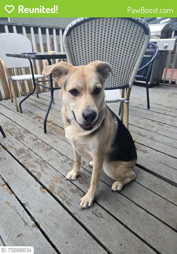 Reunited Female Dog last seen Alling Park near Wapato, Tacoma, WA 98408