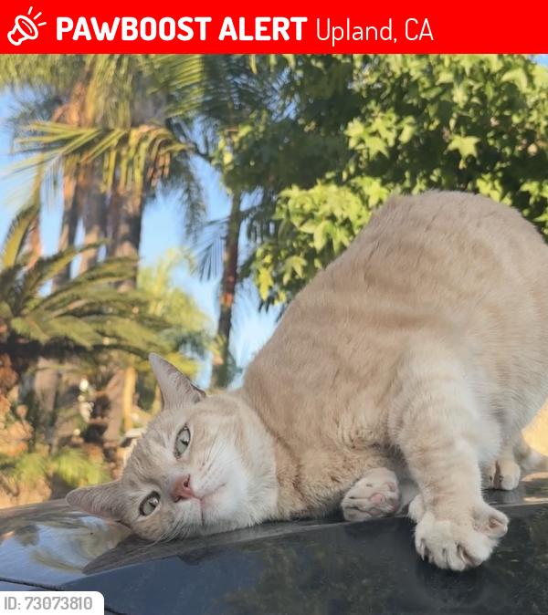 Lost Unknown Cat last seen Neighborhood Directly Across the street From the Stater Brothers on 16th& Mountain, but Above GreenBelt Park, Upland, CA 91786