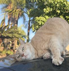 Lost Unknown Cat last seen Neighborhood Directly Across the street From the Stater Brothers on 16th& Mountain, but Above GreenBelt Park, Upland, CA 91786