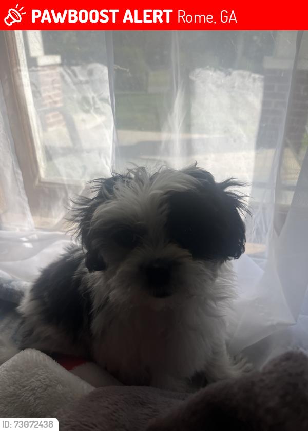Lost Female Dog last seen Streets, Rome, GA 30165