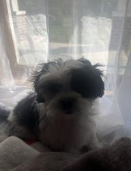 Lost Female Dog last seen Streets, Rome, GA 30165
