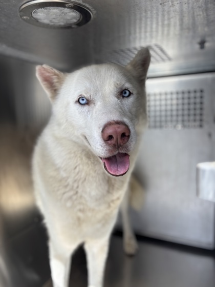 Shelter Stray Male Dog last seen , , TX, 355 Hillshire Dr, Haslet, TX 76052, USA