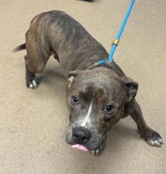 Shelter Stray Male Dog last seen Near Brenda Dr, 30035, GA, 3280 Chamblee Dunwoody Rd, Chamblee, GA 30341, USA