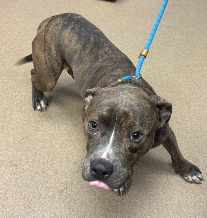 Shelter Stray Male Dog last seen Near Brenda Dr, 30035, GA, 3280 Chamblee Dunwoody Rd, Chamblee, GA 30341, USA
