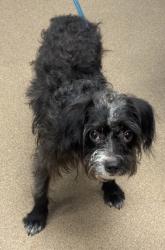 Shelter Stray Male Dog last seen Near Peachtree Rd NE, Brookhaven, GA 30319, 30319, GA, 3280 Chamblee Dunwoody Rd, Chamblee, GA 30341, USA