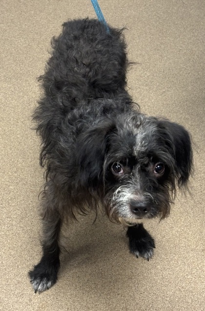Shelter Stray Male Dog last seen Near Peachtree Rd NE, Brookhaven, GA 30319, 30319, GA, 3280 Chamblee Dunwoody Rd, Chamblee, GA 30341, USA