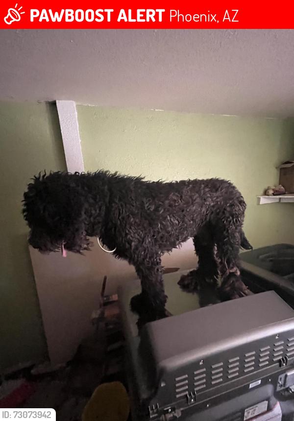Lost Male Dog last seen W Coronado Rd, Phoenix, AZ 85035