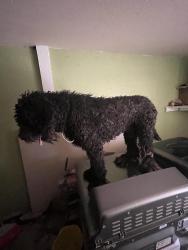 Lost Male Dog last seen W Coronado Rd, Phoenix, AZ 85035