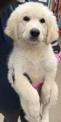 Shelter Stray Female Dog last seen Near Windsor Oak Dr, Doraville, GA 30340, 30340, GA, 3280 Chamblee Dunwoody Rd, Chamblee, GA 30341, USA
