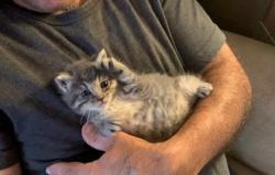 Shelter Stray Female Cat last seen Near Windsor Ter, Avondale Estates, GA 30002, 30002, GA, 3280 Chamblee Dunwoody Rd, Chamblee, GA 30341, USA