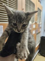 Shelter Stray Unknown Cat last seen Near Treehills Parkway Stone Mountain GA 30088, 30088, GA, 3280 Chamblee Dunwoody Rd, Chamblee, GA 30341, USA