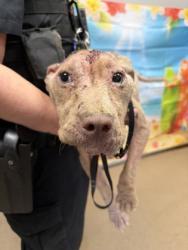 Shelter Stray Female Dog last seen Near Wellington St, 29624, Anderson County, SC, 1320 US-29, Anderson, SC 29626, USA