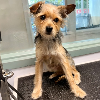 Shelter Stray Male Dog last seen 98th and San Leandro, Oakland, CA, 1101 29th Ave, Oakland, CA 94601, USA