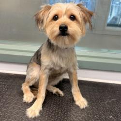 Shelter Stray Female Dog last seen 98th and San Leandro, Oakland, CA, 1101 29th Ave, Oakland, CA 94601, USA