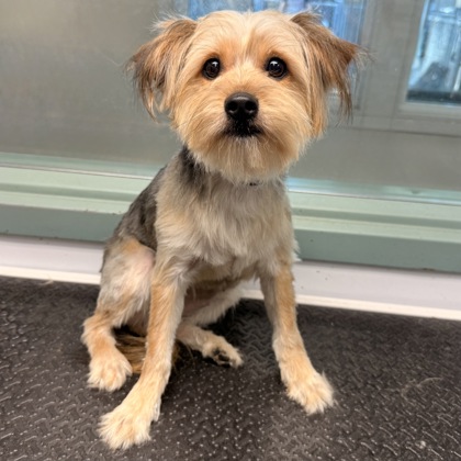 Shelter Stray Female Dog last seen 98th and San Leandro, Oakland, CA, 1101 29th Ave, Oakland, CA 94601, USA