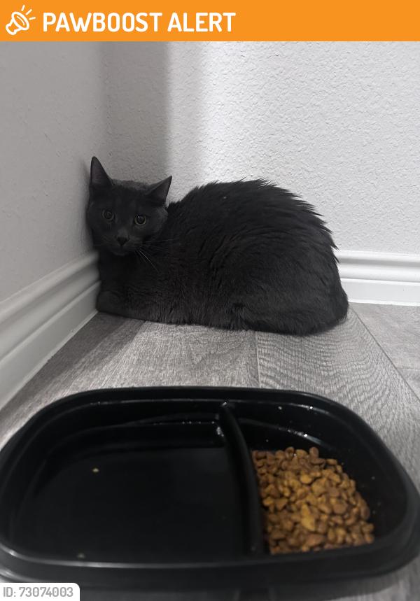 Found/Stray Unknown Cat last seen Travis ranch, Kaufman County, TX 75126