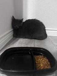 Found/Stray Unknown Cat last seen Travis ranch, Kaufman County, TX 75126