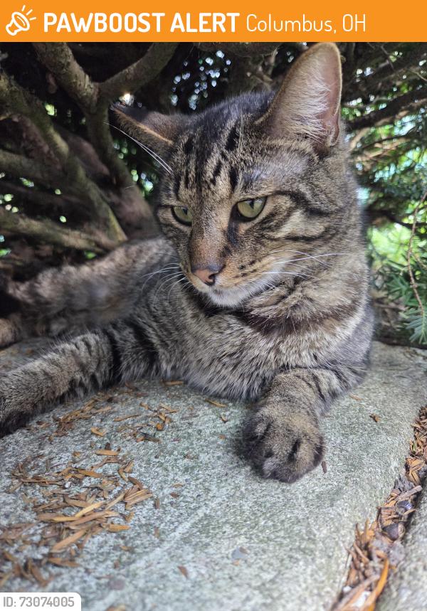 Found/Stray Male Cat last seen Zebulon Ave, Atwood Terrace , Columbus, OH 43224