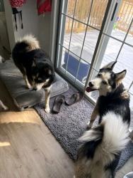 Found/Stray Female Dog last seen Atlanta Georgia USA , Godby Rd, GA 30349