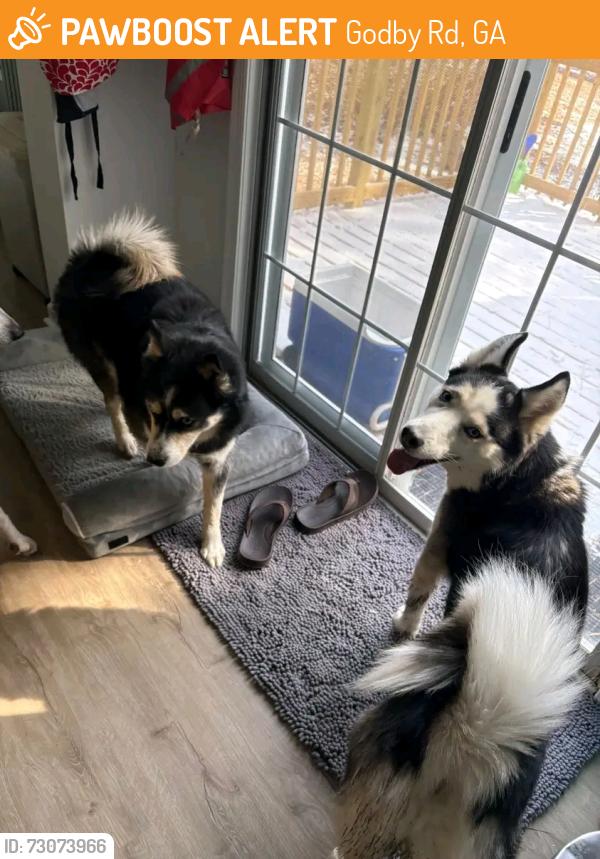 Found/Stray Female Dog last seen Atlanta Georgia USA , Godby Rd, GA 30349