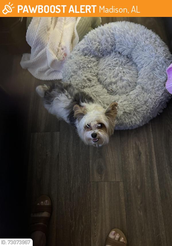 Found/Stray Male Dog last seen Madison Blvd, Madison, AL Madison Landing apmts, Madison, AL 35758