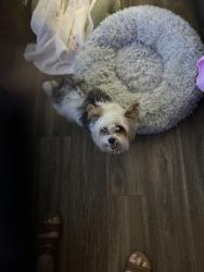 Found/Stray Male Dog last seen Madison Blvd, Madison, AL Madison Landing apmts, Madison, AL 35758