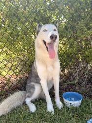 Found/Stray Female Dog last seen Near SW 136th Terr Miami, FL  33196, Miami, FL 33196