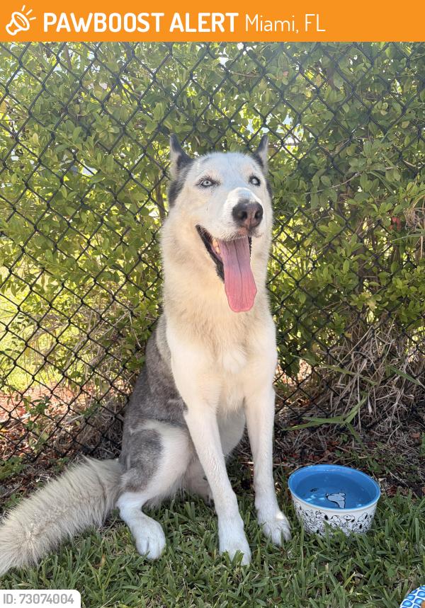 Found/Stray Female Dog last seen Near SW 136th Terr Miami, FL  33196, Miami, FL 33196