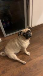 Lost Female Dog last seen N14th and Glendale, Abilene, TX 79602