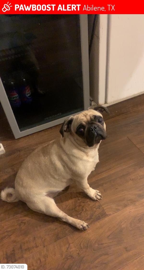 Lost Female Dog last seen N14th and Glendale, Abilene, TX 79602