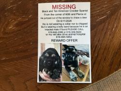 Lost Male Dog last seen 60th and Pierce st Allendale Michigan, Allendale, MI 49401
