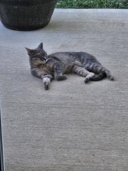 Found/Stray Female Cat last seen Cobblestone, Clayton, NC 27520